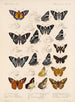 Insetti Lepidotteri Rhopaloceri Pl 075 - Frederick DuCane Godman — vista dell’opera