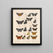 Insetti Lepidotteri Rhopaloceri Pl 075 - Frederick DuCane Godman — quadro incorniciato alla parete