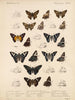 Insetti Lepidotteri Rhopaloceri Pl 077 - Frederick DuCane Godman — vista dell’opera