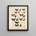 Insetti Lepidotteri Rhopaloceri Pl 077 - Frederick DuCane Godman — quadro incorniciato alla parete