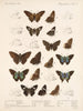 Insetti Lepidotteri Rhopaloceri Pl 078 - Frederick DuCane Godman — vista dell’opera