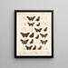 Insetti Lepidotteri Rhopaloceri Pl 078 - Frederick DuCane Godman — quadro incorniciato alla parete