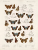 Insetti Lepidotteri Rhopaloceri Pl 106 - Frederick DuCane Godman — vista dell’opera
