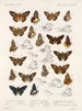 Insetti Lepidotteri Rhopaloceri Pl 107 - Frederick DuCane Godman — vista dell’opera