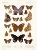 Insetti Lepidotteri Rhopaloceri Pl 108 - Frederick DuCane Godman — vista dell’opera
