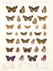 Insetti Lepidotteri Rhopaloceri Pl 109 - Frederick DuCane Godman — vista dell’opera