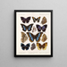 Insetti Lepidotteri Rhopaloceri Pl 110 - Frederick DuCane Godman — quadro incorniciato alla parete