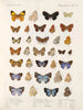 Insetti Lepidotteri Rhopaloceri Pl 111 - Frederick DuCane Godman — vista dell’opera