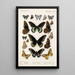 Insecta Lepidoptera Rhopalocera Pl 112 - Frederick DuCane Godman — quadro incorniciato alla parete