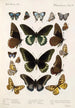 Insecta Lepidoptera Rhopalocera Pl 112 - Frederick DuCane Godman — vista dell’opera