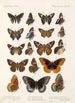 Insecta Lepidoptera Rhopalocera Pl 113 - Frederick DuCane Godman — vista dell’opera