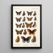 Insecta Lepidoptera Rhopalocera Pl 113 - Frederick DuCane Godman — quadro incorniciato alla parete