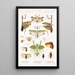 Insecta Orthoptera Pl 2 - Frederick DuCane Godman — quadro incorniciato alla parete