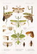 Insecta Orthoptera Pl 2 - Frederick DuCane Godman — vista dell’opera