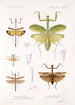 Insecta Orthoptera Pl 4 - Frederick DuCane Godman | Reproduction — vista dell’opera