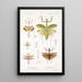 Insecta Orthoptera Pl 4 - Frederick DuCane Godman | Reproduction — quadro incorniciato alla parete