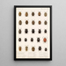 Insecta Rhynchota Hemiptera Heteroptera Pl 02 - Frederick DuCane Godman — quadro incorniciato alla parete
