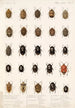 Insecta Rhynchota Hemiptera Heteroptera Pl 02 - Frederick DuCane Godman — vista dell’opera