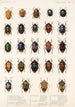 Insecta Rhynchota Hemiptera Heteroptera Pl 03 - Frederick DuCane Godman — vista dell’opera