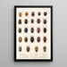 Insecta Rhynchota Hemiptera Heteroptera Pl 03 - Frederick DuCane Godman — quadro incorniciato alla parete
