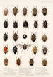 Insecta Rhynchota Hemiptera Heteroptera Pl 04 - Frederick DuCane Godman — vista dell’opera