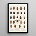 Insecta Rhynchota Hemiptera Heteroptera Pl 04 - Frederick DuCane Godman — quadro incorniciato alla parete