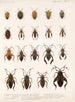 Insecta Rhynchota Hemiptera Heteroptera Pl 10 - Frederick DuCane Godman — vista dell’opera