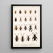 Insecta Rhynchota Hemiptera Heteroptera Pl 10 - Frederick DuCane Godman — quadro incorniciato alla parete