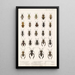 Insecta Rhynchota Hemiptera Heteroptera Pl 11 - Frederick DuCane Godman — quadro incorniciato alla parete