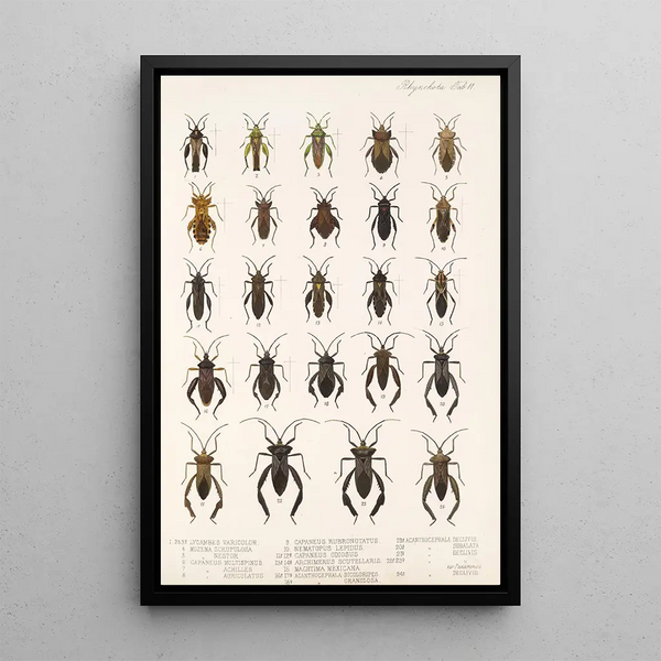 Frederick DuCane Godman - Insecta Rhynchota HemipteraHeteroptera Pl 11.webp