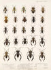 Insecta Rhynchota Hemiptera Heteroptera Pl 11 - Frederick DuCane Godman — vista dell’opera