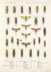 Insecta Rhynchota Hemiptera Homoptera Pl 32 - Frederick DuCane Godman — vista dell’opera