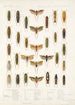 Insecta Rhynchota Hemiptera Homoptera Pl 33 - Frederick DuCane Godman — vista dell’opera