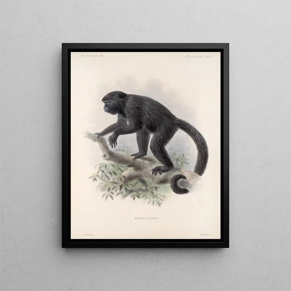 Mammalia Pl 01 - Frederick DuCane Godman — quadro incorniciato alla parete