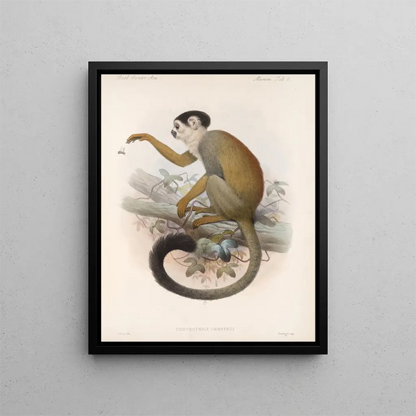 Mammalia Pl 02 - Frederick DuCane Godman — quadro incorniciato alla parete