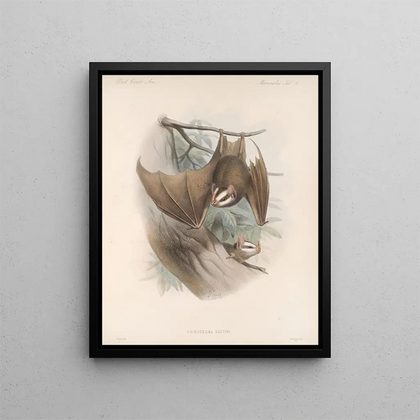 Mammalia Pl 03 - Frederick DuCane Godman — quadro incorniciato alla parete