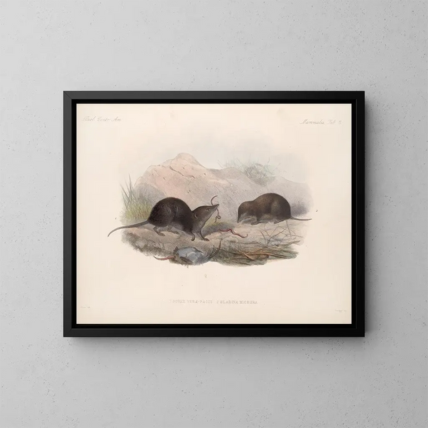 Mammifères Pl 04 - Frederick DuCane Godman — quadro incorniciato alla parete