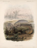 Mammalia Pl 06 - Frederick DuCane Godman — vista dell’opera