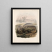 Mammalia Pl 06 - Frederick DuCane Godman — quadro incorniciato alla parete