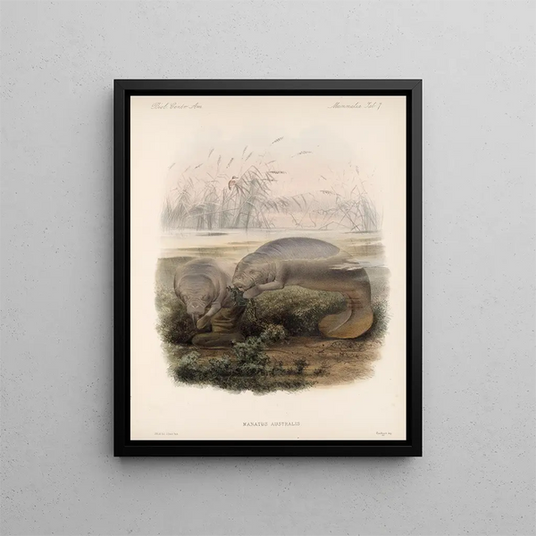 Mammalia Pl 06 - Frederick DuCane Godman — quadro incorniciato alla parete