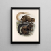 Mammalia Pl 10 - Frederick DuCane Godman — quadro incorniciato alla parete