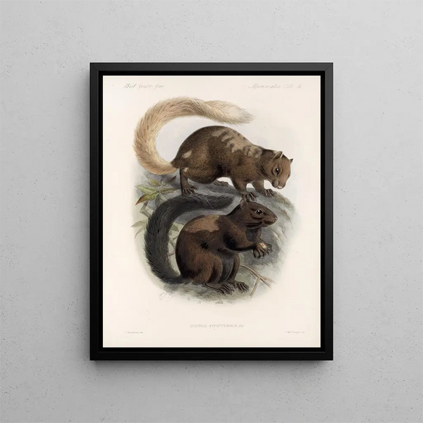 Mammalia Pl 10 - Frederick DuCane Godman — quadro incorniciato alla parete