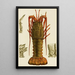 Crostacei I - Frederick McCoy — quadro incorniciato alla parete
