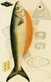 Poissons IX - Frederick McCoy — vista dell’opera