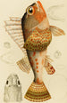 Poissons XI - Frederick McCoy — vista dell’opera