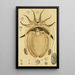 Mollusques IV - Frederick McCoy — quadro incorniciato alla parete