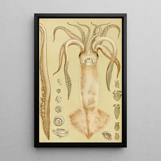 Frederick McCoy - Mollusca I.webp