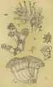 Bryozoaires II - Frederick McCoy — vista dell’opera