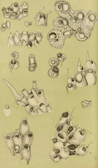 Frederick McCoy - Polyzoa IV.webp
