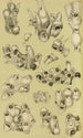 Bryozoaires V - Frederick McCoy — vista dell’opera
